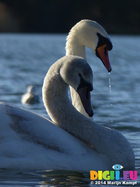 LZ00260 Swans on Cosmeston lakes